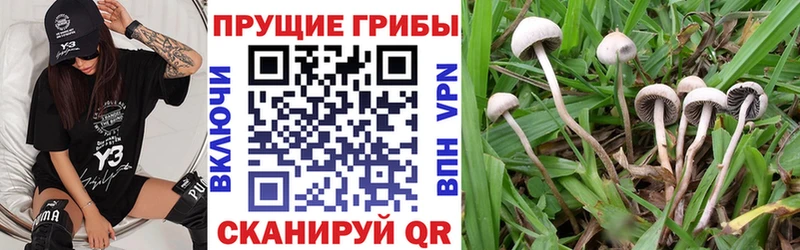 Псилоцибиновые грибы MAGIC MUSHROOMS сколько стоит Осинники